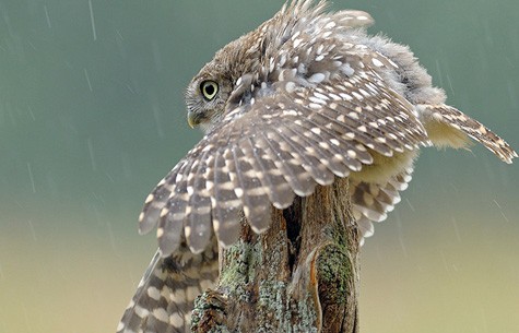 赛事数据与内容服务合作案例一